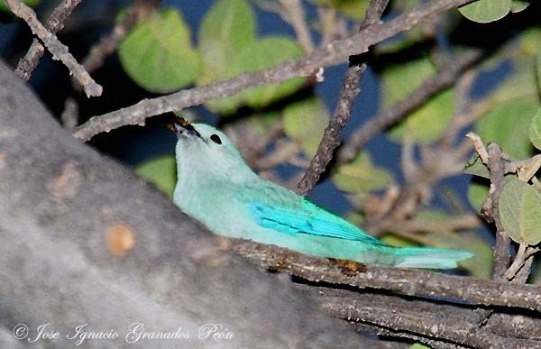 Photo (15): Blue-gray Tanager