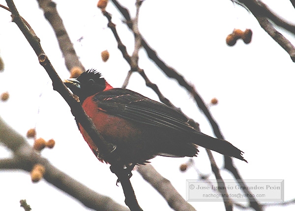 Photo (3): Crimson-collared Grosbeak