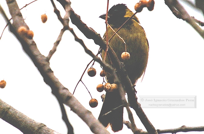 Photo (4): Crimson-collared Grosbeak