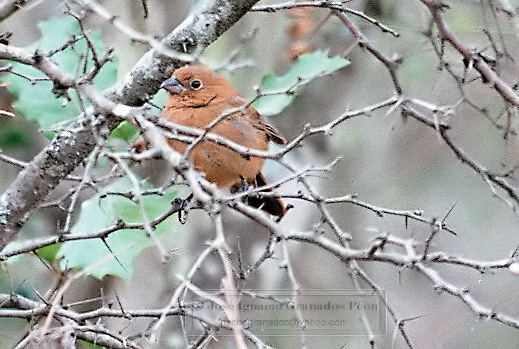 Photo (3): Blue Bunting