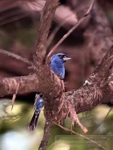 Photo (13): Blue Grosbeak
