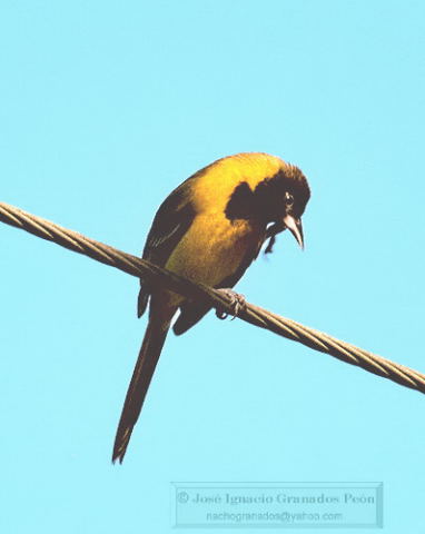 Photo (7): Audubon's Oriole