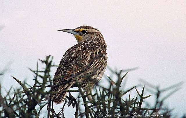 Photo (7): Western Meadowlark
