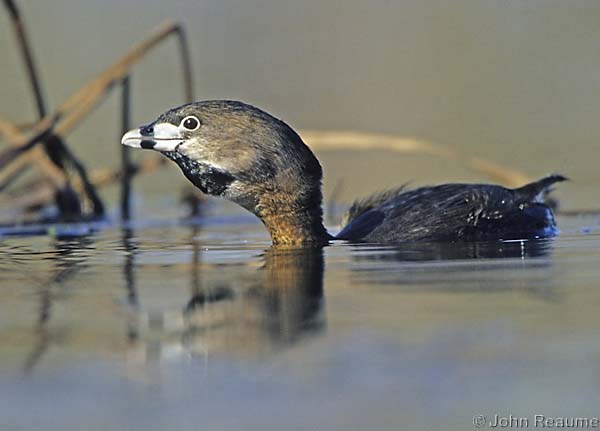 Photo (12): Pied-billed Grebe