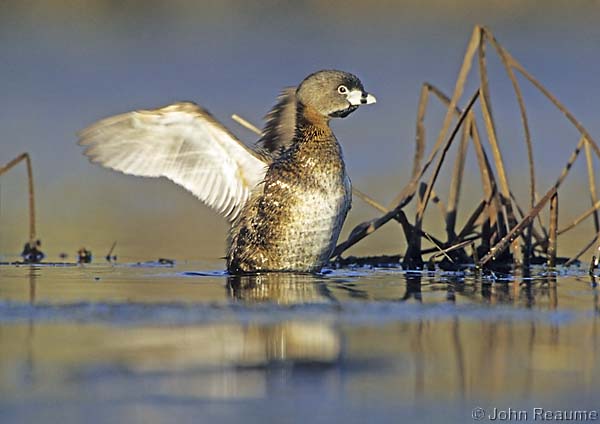 Photo (11): Pied-billed Grebe