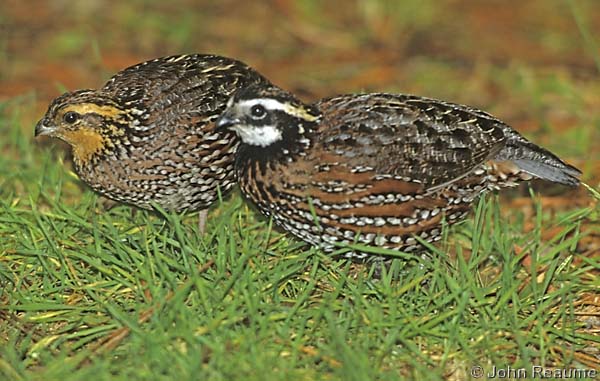 Photo (8): Northern Bobwhite