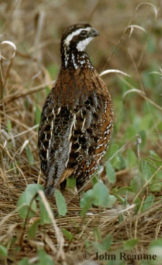 Photo (11): Northern Bobwhite