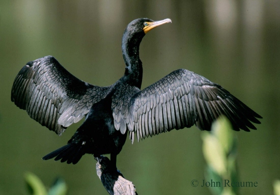 Photo (7): Double-crested Cormorant