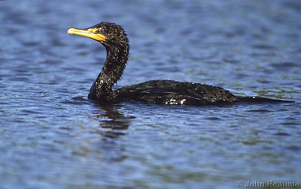 Photo (8): Double-crested Cormorant
