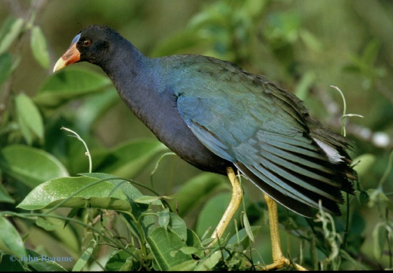 Photo (1): Purple Gallinule