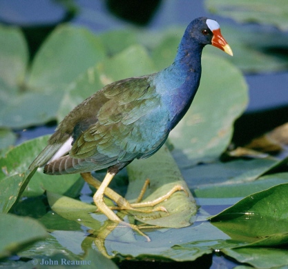 Photo (2): Purple Gallinule