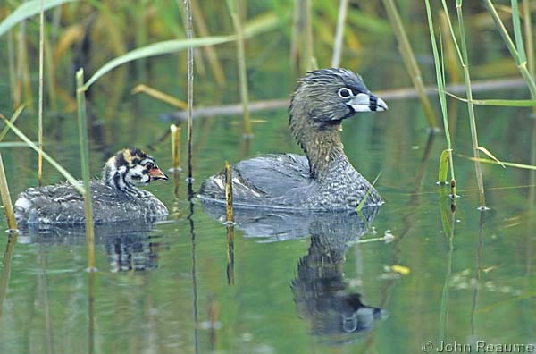 Photo (20): Pied-billed Grebe