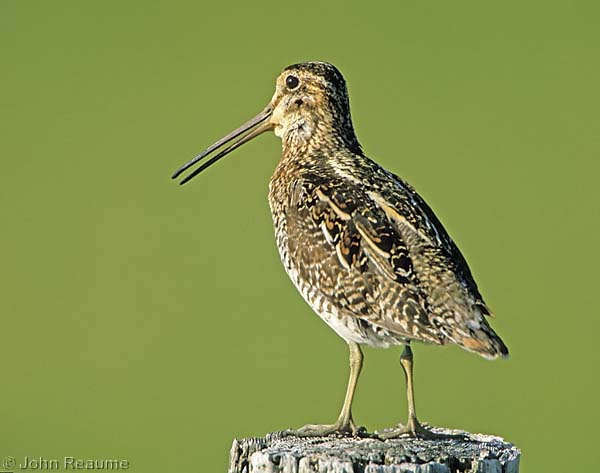 Photo (6): Wilson's Snipe
