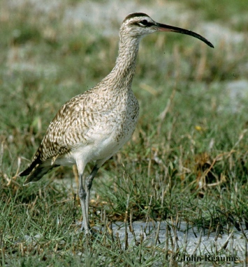 Photo (4): Whimbrel