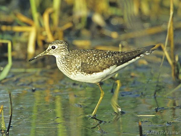 Photo (2): Solitary Sandpiper