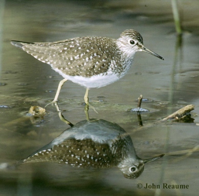 Photo (6): Solitary Sandpiper