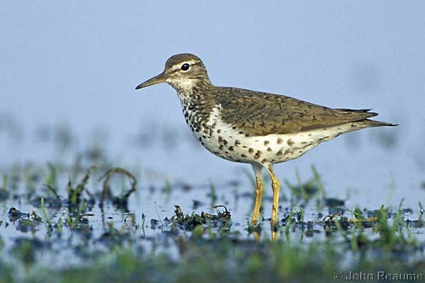 Photo (11): Spotted Sandpiper