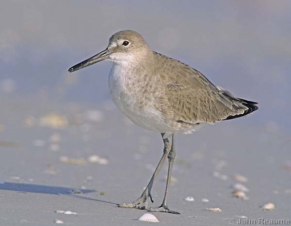 Photo (10): Willet