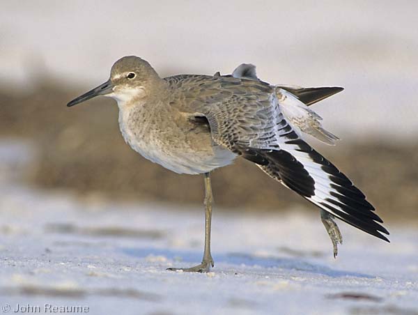 Photo (11): Willet