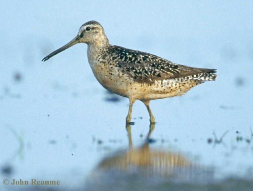 Photo (1): Short-billed Dowitcher