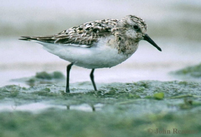 Photo (7): Semipalmated Sandpiper