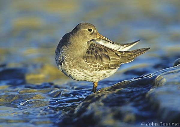 Photo (11): Purple Sandpiper