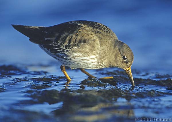 Photo (10): Purple Sandpiper