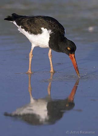 Photo (10): American Oystercatcher