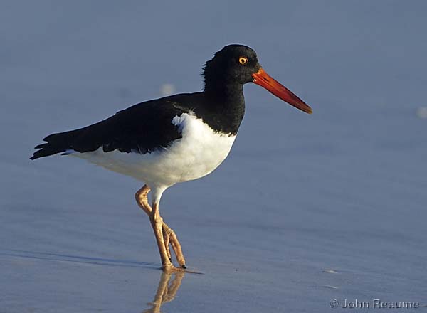 Photo (8): American Oystercatcher