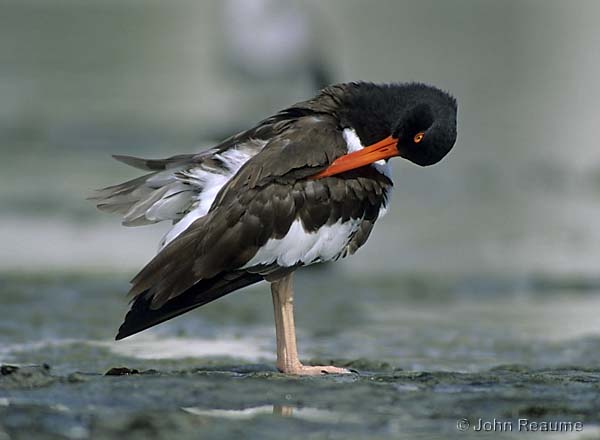 Photo (7): American Oystercatcher