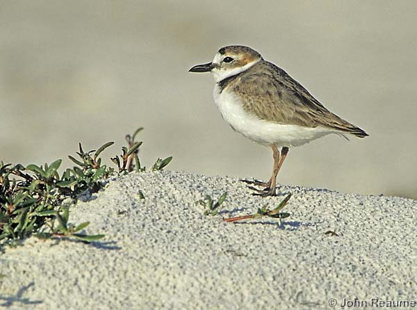 Photo (3): Wilson's Plover