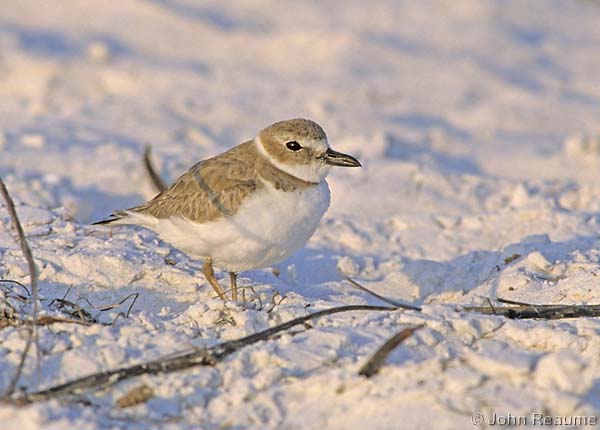 Photo (4): Wilson's Plover
