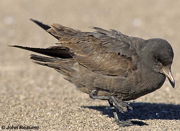 Photo (20): Heermann's Gull