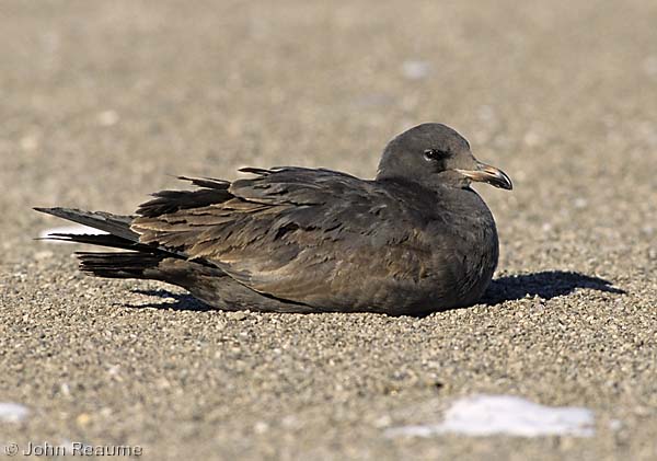Photo (21): Heermann's Gull