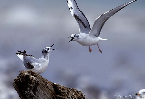 Photo (17): Bonaparte's Gull