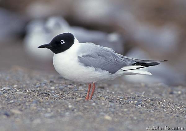Photo (7): Bonaparte's Gull