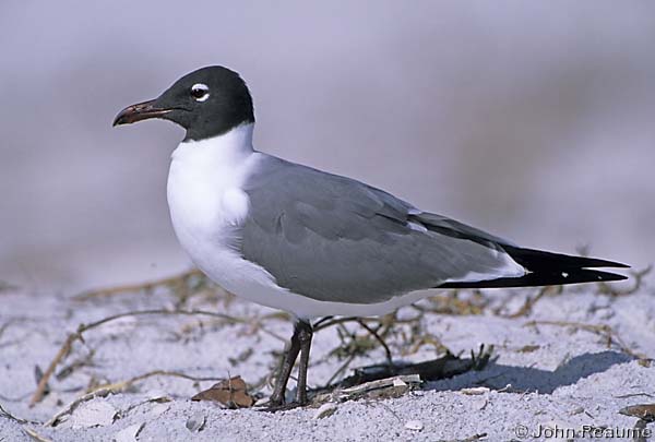 Photo (3): Laughing Gull