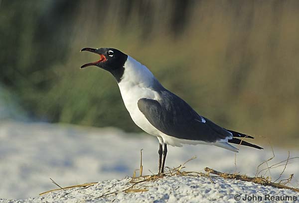 Photo (13): Laughing Gull
