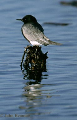 Photo (5): Black Tern