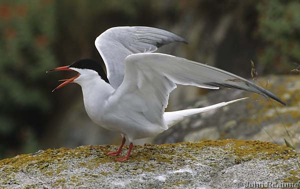 Photo (1): Common Tern