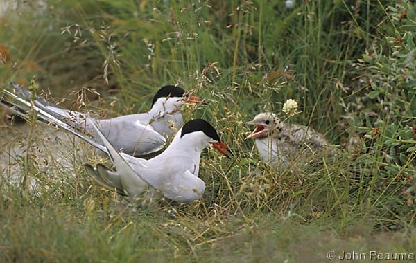 Photo (17): Common Tern
