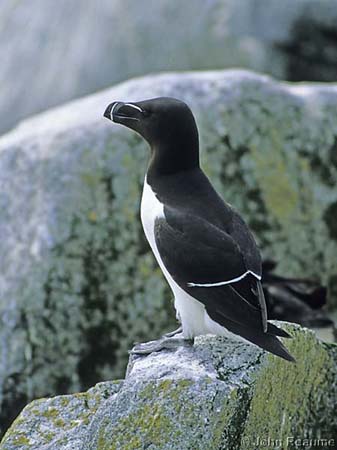 Photo (1): Razorbill