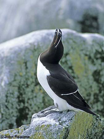 Photo (2): Razorbill