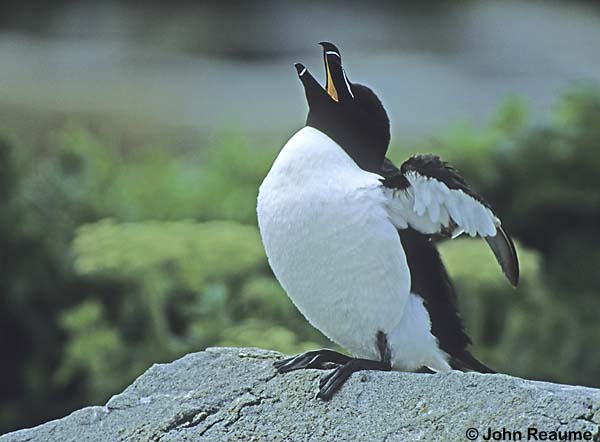 Photo (3): Razorbill