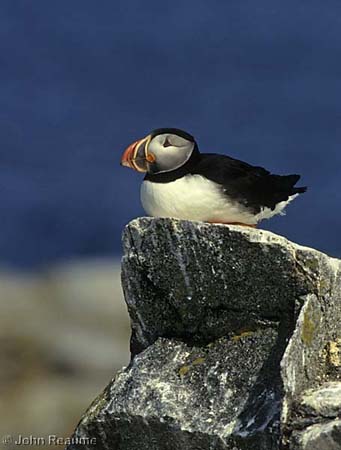 Photo (2): Atlantic Puffin