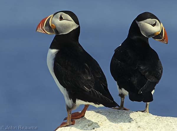 Photo (1): Atlantic Puffin