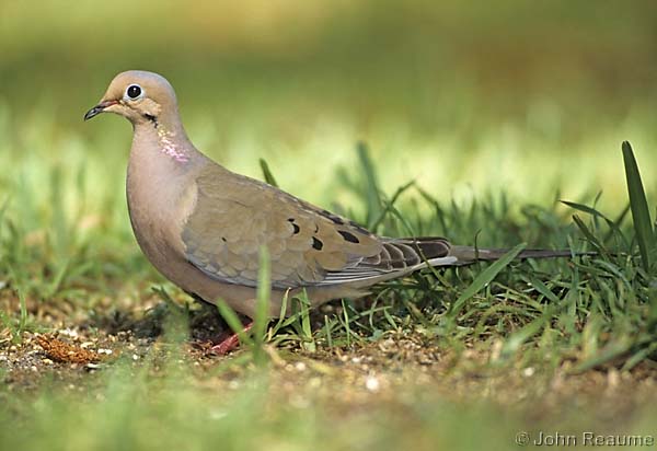 Photo (5): Mourning Dove