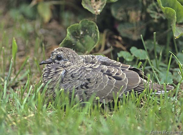 Photo (19): Mourning Dove