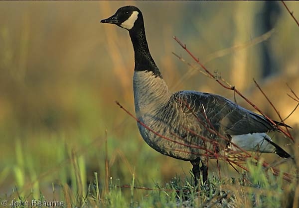 Photo (11): Canada Goose
