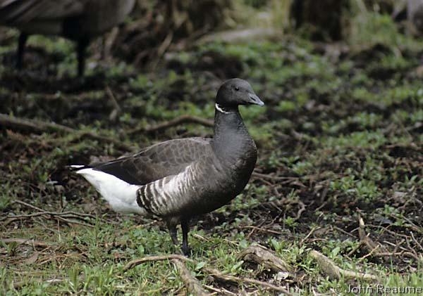 Photo (9): Brant